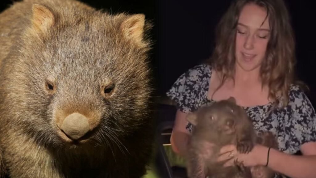 American Tourist Faces Deportation After Shocking Wombat Video Goes Viral